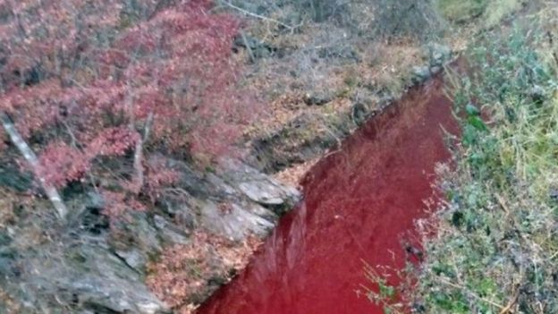 Why South Korean river became red due to blood