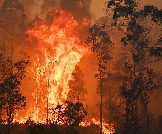 The smoke of fire spread to the forests of Australia reaching Brazil, Argentina and Chile