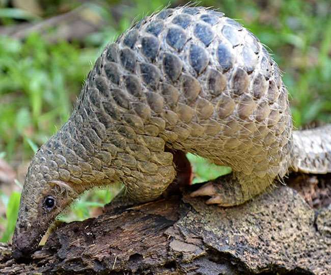 Coronavirus spread from pangolin to China and then all over the world